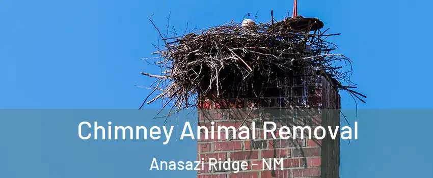 Chimney Animal Removal Anasazi Ridge - NM