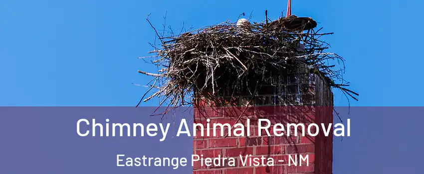 Chimney Animal Removal Eastrange Piedra Vista - NM