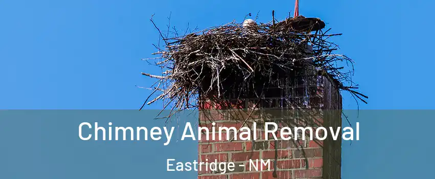 Chimney Animal Removal Eastridge - NM