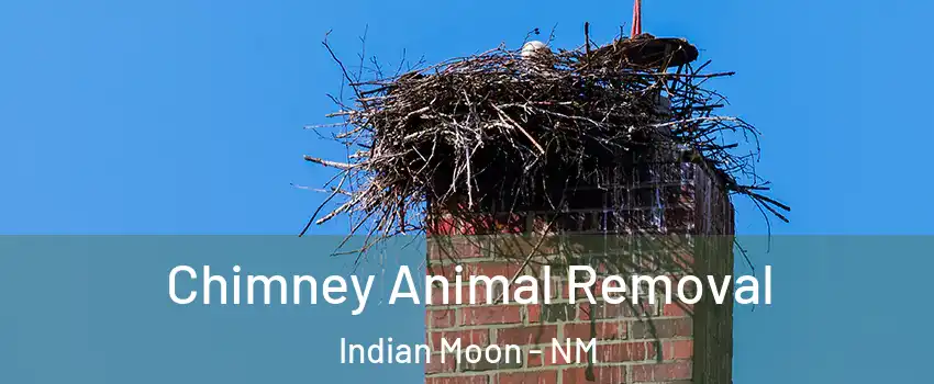 Chimney Animal Removal Indian Moon - NM