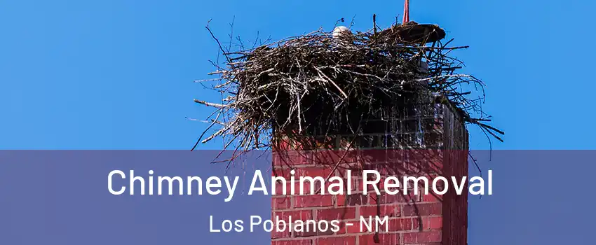 Chimney Animal Removal Los Poblanos - NM