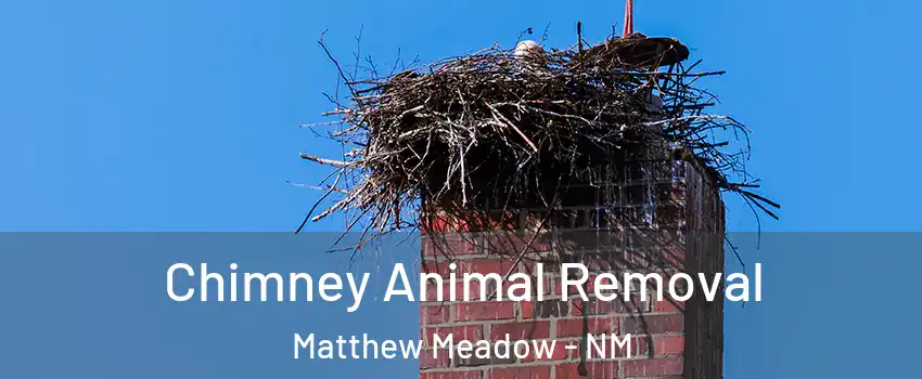 Chimney Animal Removal Matthew Meadow - NM