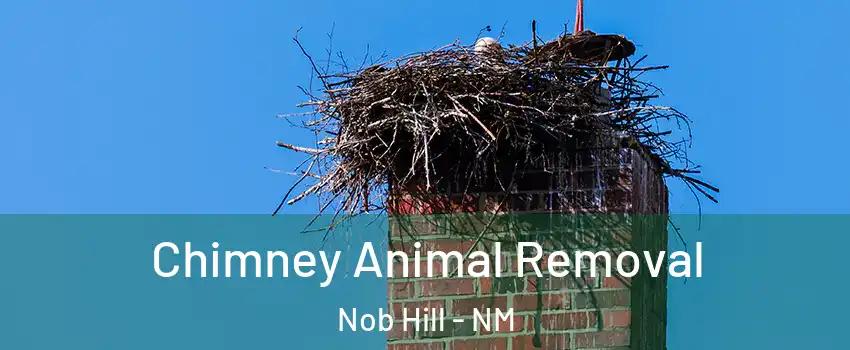 Chimney Animal Removal Nob Hill - NM