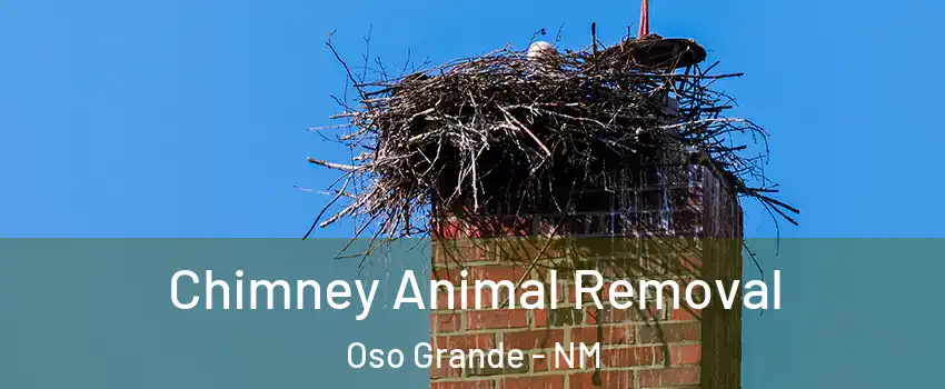 Chimney Animal Removal Oso Grande - NM