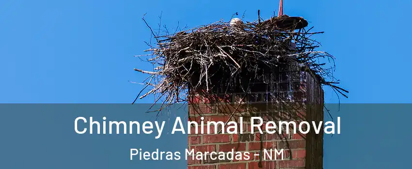 Chimney Animal Removal Piedras Marcadas - NM