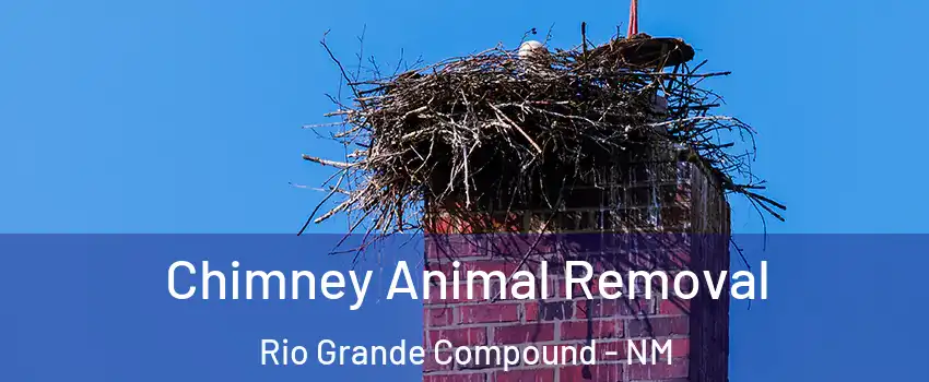 Chimney Animal Removal Rio Grande Compound - NM