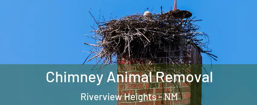 Chimney Animal Removal Riverview Heights - NM