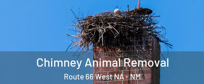 Chimney Animal Removal Route 66 West NA - NM