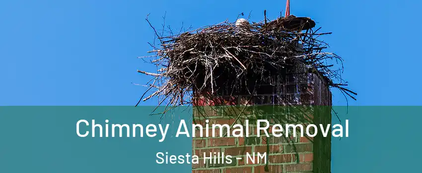 Chimney Animal Removal Siesta Hills - NM