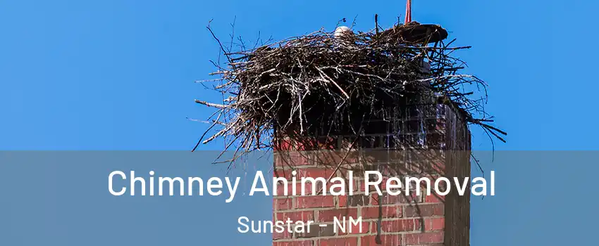 Chimney Animal Removal Sunstar - NM