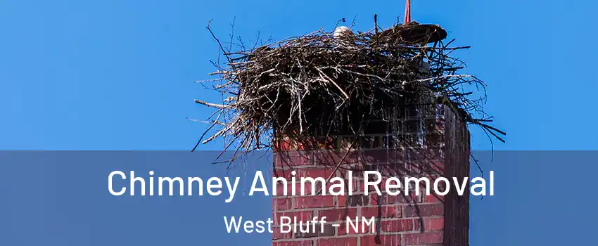 Chimney Animal Removal West Bluff - NM