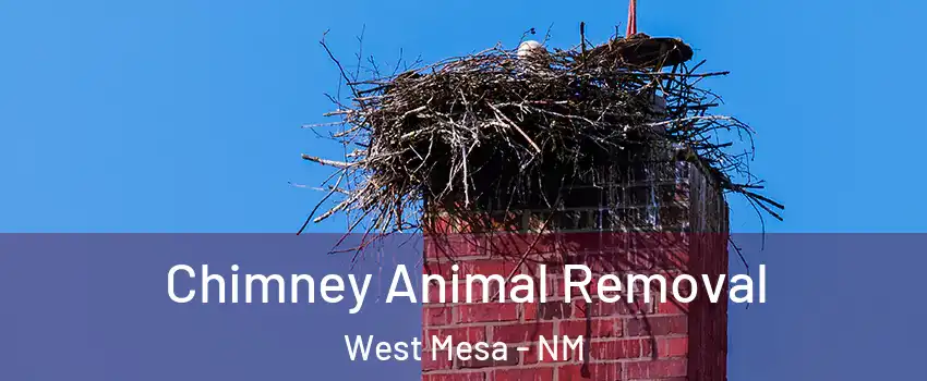 Chimney Animal Removal West Mesa - NM