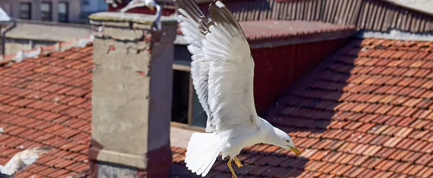 Residential Chimney Animal Removal Solution in San Antonio Condominium, NM